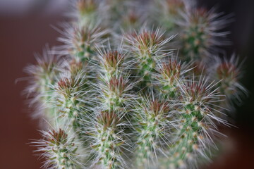 Cylindropuntia imbricata subsp. spinosior Monstruosa opuncja © Perovskia