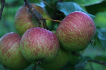 Close-up of red and green Emperor Dallago apples  on branch on tree. Malus domestica