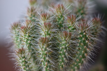 Cylindropuntia imbricata subsp. spinosior Monstruosa opuncja © Perovskia