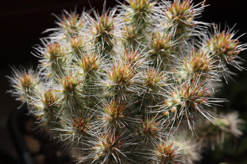 Cylindropuntia imbricata subsp. spinosior Monstruosa opuncja © Perovskia