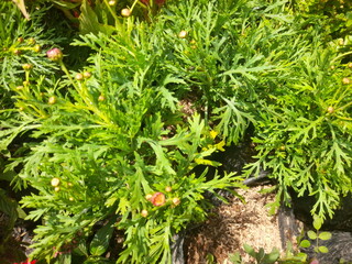 Fresh Green Plant in Natural Light