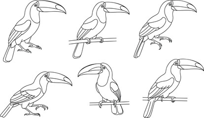 Toucan line drawings, tropical bird sketches, large beak illustration, perched toucan artwork, black and white outline, exotic bird poses