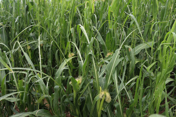 Green Corn field damaged by hailstorm on summer. Storm on corn field 