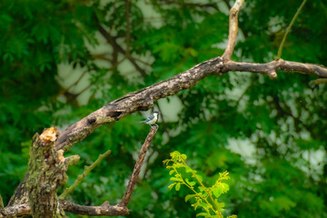 Beautiful small Asian Tit on the tree in forest