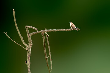 Indian Silver bill perching on tree in the forest