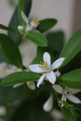 Obraz premium White lemon flower on plant on selective focus. Citrus limon plant in bloom 