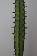 Euphorbia vulcanorum kaktus © Perovskia