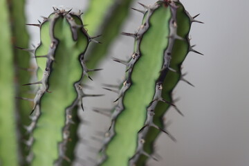 Euphorbia vulcanorum kaktus © Perovskia