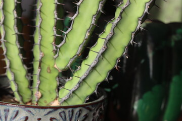 Euphorbia vulcanorum kaktus © Perovskia