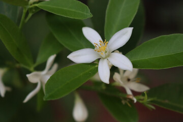White lemon flower on plant on selective focus. Citrus limon plant in bloom 