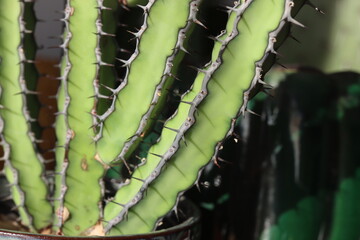 Euphorbia vulcanorum kaktus © Perovskia