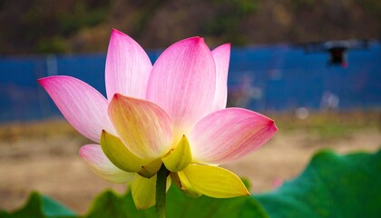 Close-up of a vibrant pink lotus flower, showcasing delicate petals and vibrant colors.