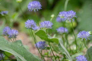 Blue blossoms of sheep's-bit (Jasione montana).