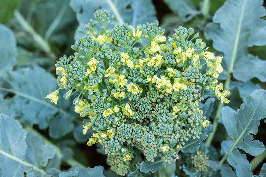 Broccoli flowers (Brassica oleracea). The florets have not been harvested and are blooming now.