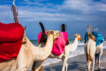 Camels on the Djerba beach in Tunisia