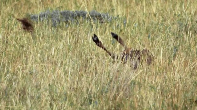 Epic Cheetah Lethal Strike Taking Down a Wildebeest