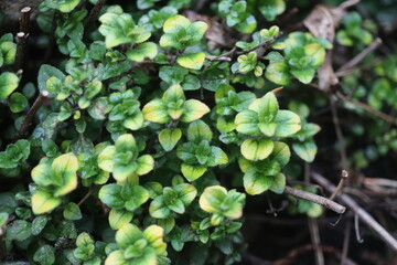Origanum Oregano Gold Splash zioło © Perovskia