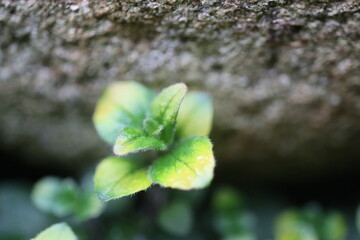 Origanum Oregano Gold Splash zioło © Perovskia