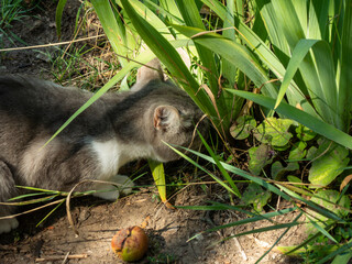 Grey and white cat exploring garden plants
