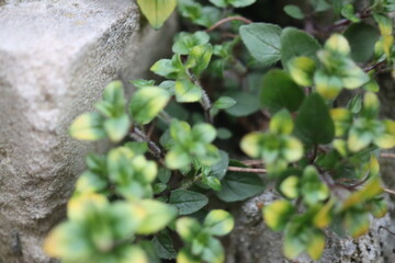 Origanum Oregano Gold Splash zioło © Perovskia