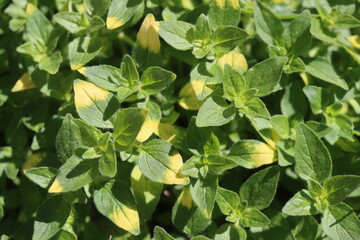 Origanum Oregano Gold Splash zioło