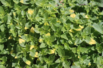 Origanum Oregano Gold Splash zioło © Perovskia