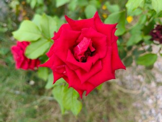 Red roses with bright green leaves for Valentine's Day