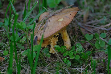  Close up of the orange cap of Suillus Granulatus Also known as the Weeping Bolete due to milky droplets being exuded