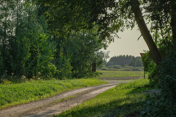 pathway between trees in Latvia countryside. Forest dirt road