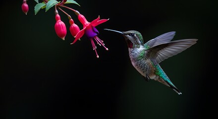 Obraz premium Hummingbird and Fuchsia flower in vibrant natural close-up. Delicate bird hovers, feeding on colorful pink and purple blossom against a striking dark background.