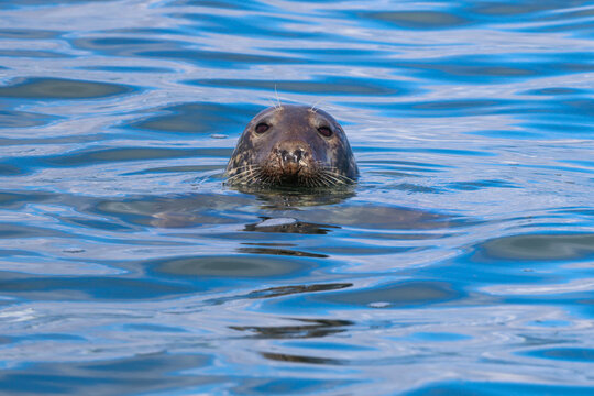 Curious Seal in Calm Blue Waters