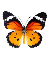 Orange butterfly with black and white markings, wings spread wide against a white background