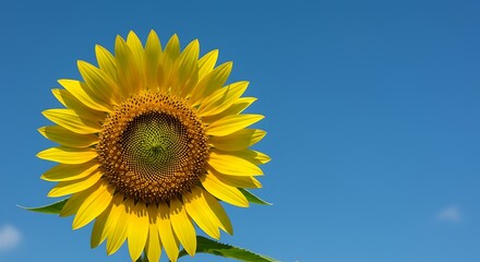 Obraz premium Vibrant yellow sunflower against a clear blue sky, capturing the essence of summer and nature's beauty. Perfect for backgrounds, ads, and floral designs.