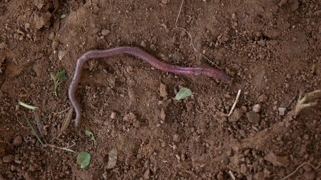 Close-up of an earthworm crawling on soil, symbolizing soil health, composting, and sustainable agriculture