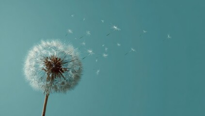 Dandelion seed head, light, airy, floating seeds against teal sky