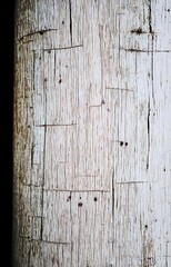 Rustic tree bark white paint peeling