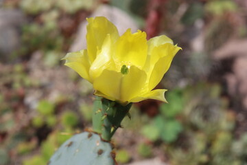 kaktus opuncja Opuntia cv. Große von Aldingen