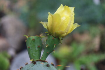 kaktus opuncja Opuntia cv. Große von Aldingen