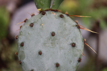 kaktus opuncja Opuntia cv. Große von Aldingen