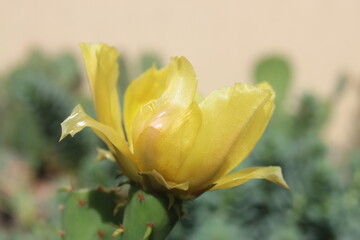 kaktus opuncja Opuntia cv. Große von Aldingen