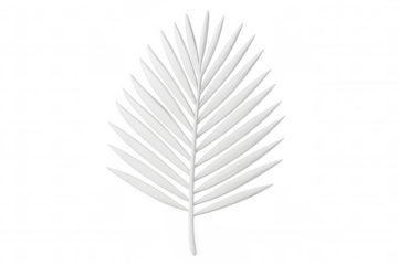 White palm leaf isolated on transparent background, creating a sense of purity and tropical vibes