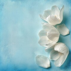 Delicate white tulips on light teal background