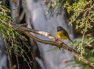  Yellow Robin Poised For Take Off