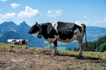 Une vache dans les pr&eacute;alpes suisses