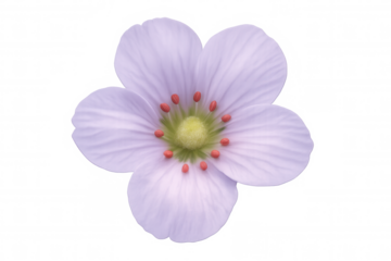 Purple flower with red accents blooming on a transparent background, perfect for design projects