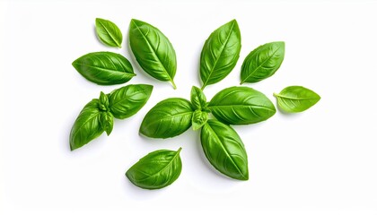 Fototapeta premium Fresh Green Basil Leaves Vibrantly Displayed on a Clean White Background Evoking a Sense of Freshness