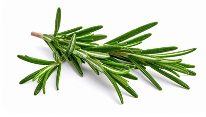 Fototapeta premium Freshly Harvested Rosemary Branch with Lush Green Leaves Emitting Earthy Aromatic Fragrance and Beauty