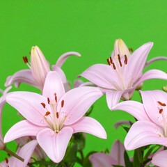 Fototapeta premium Soft pink lilies against a bright green background