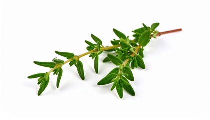 Obraz premium Delicate Green Rosemary Branch with Fresh Leaves and Aromatic Fragrance in a Natural Herbal Setting