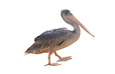 Great Gray Pelican (Pelecanus onocrotalus) on white background. Great Gray pelican isolated on a white background, ideal for birdwatching, wetland, and wildlife-themed projects